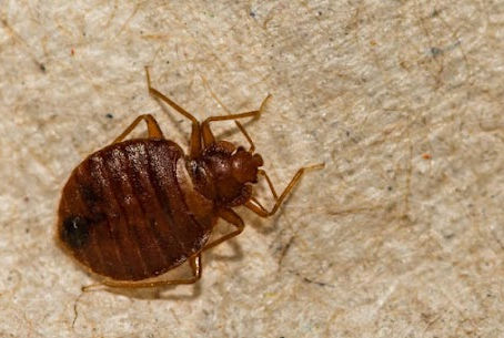                            Oh No, I Think I Have Bed Bugs!  