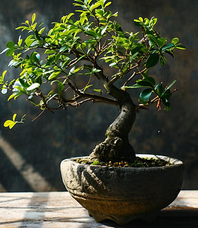 Bonsai Soil for Beginners & Experts | The Soil Sage