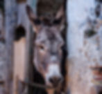On island Mljet donkeys are becoming rare animals_edited.jpg