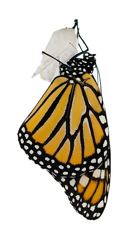 20513319225_0079fcf161_k_edited.jpg
