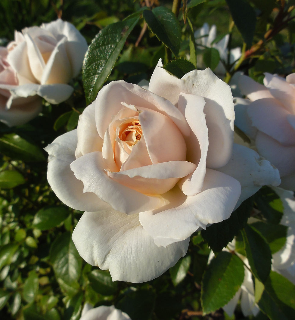 Lions-Rose