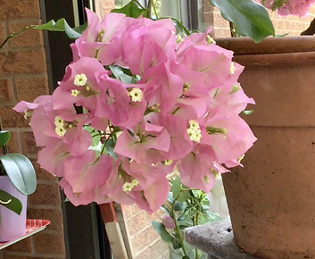 jane gibson - horticulture.png