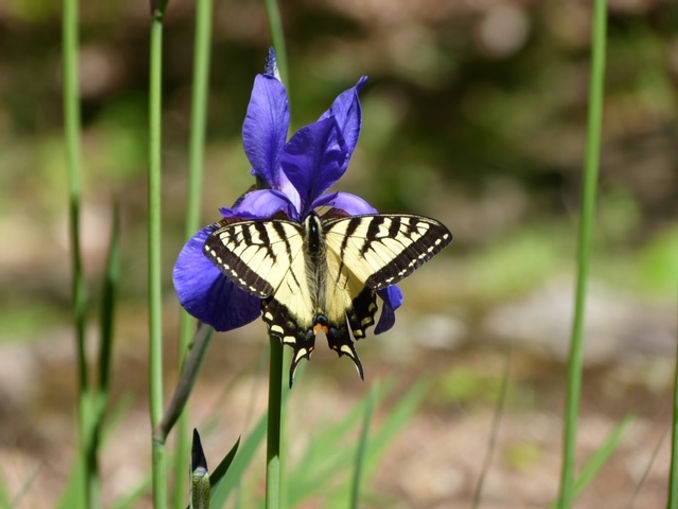 ruth couldrey - no contest.JPG