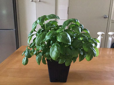 carol harkness hort.JPG