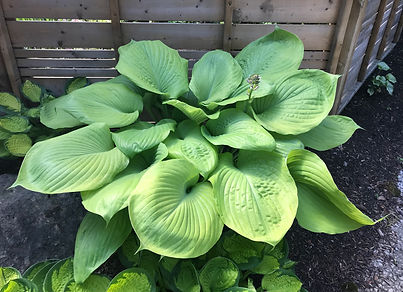 mary mckeon hort hosta.jpg