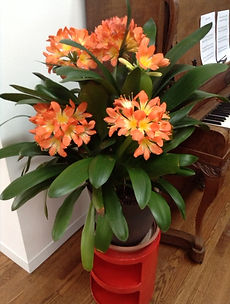 pam norman hort houseplant.JPG