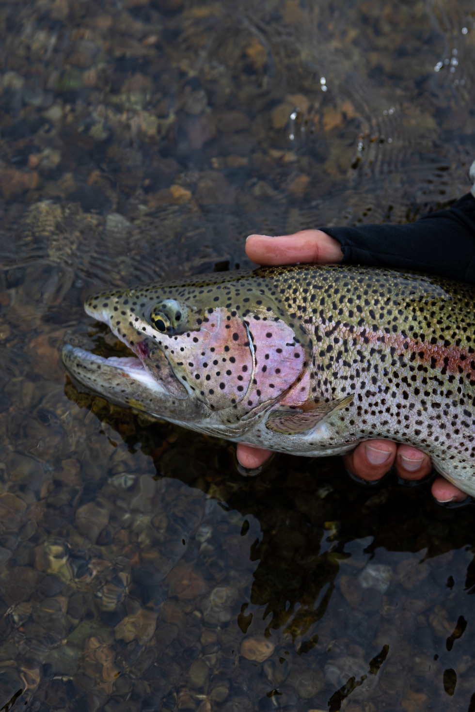 Thumbnail: Leopard Trout