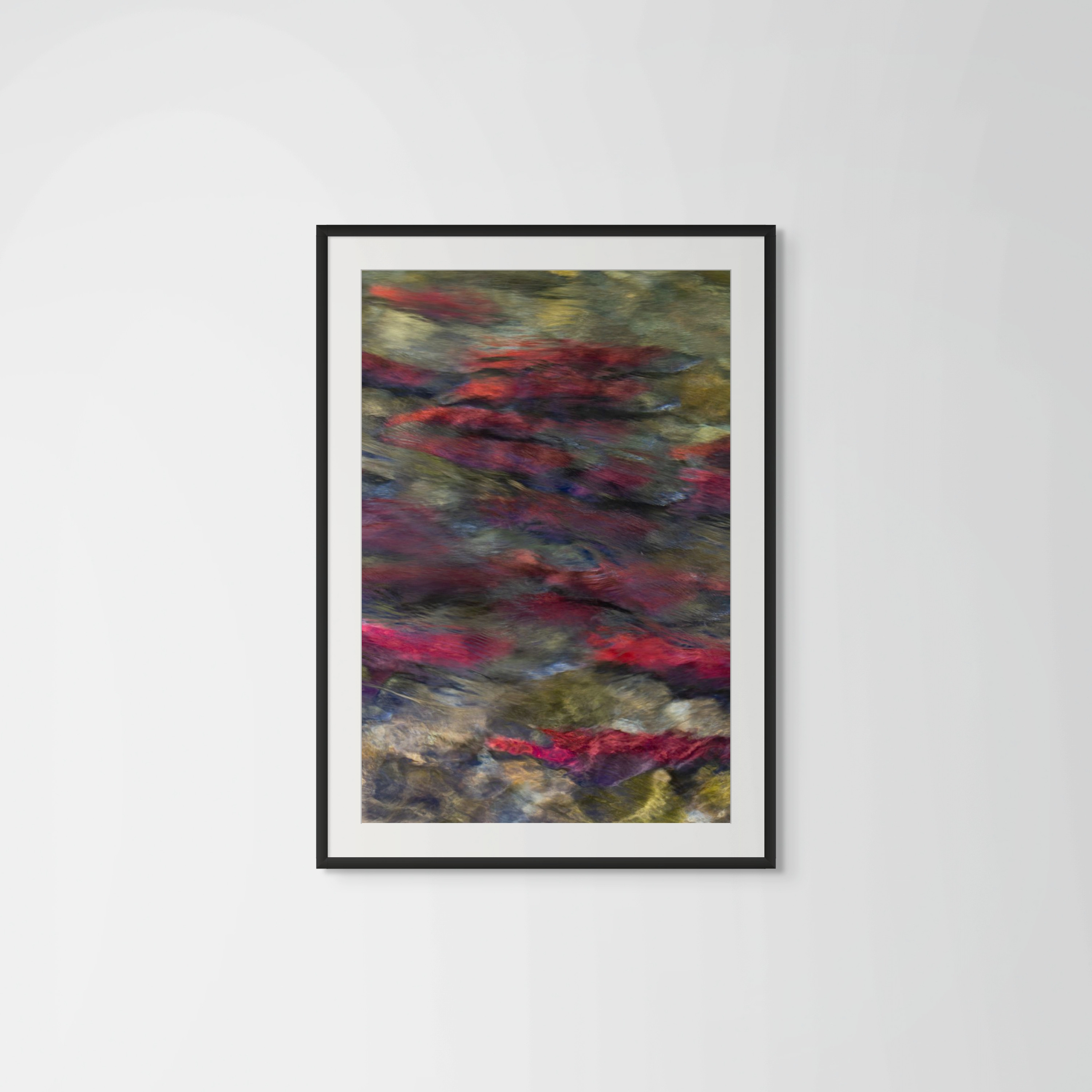 Sockeye Run