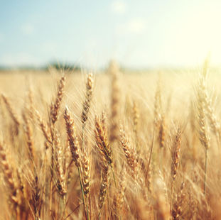 Le mois de Sivan et la fête de Shavouot