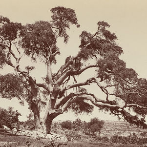 Arbres emblématiques d'Israël (2)