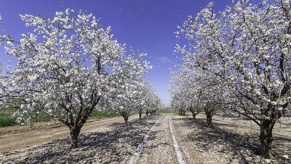 Almond trees in blossom in Israel