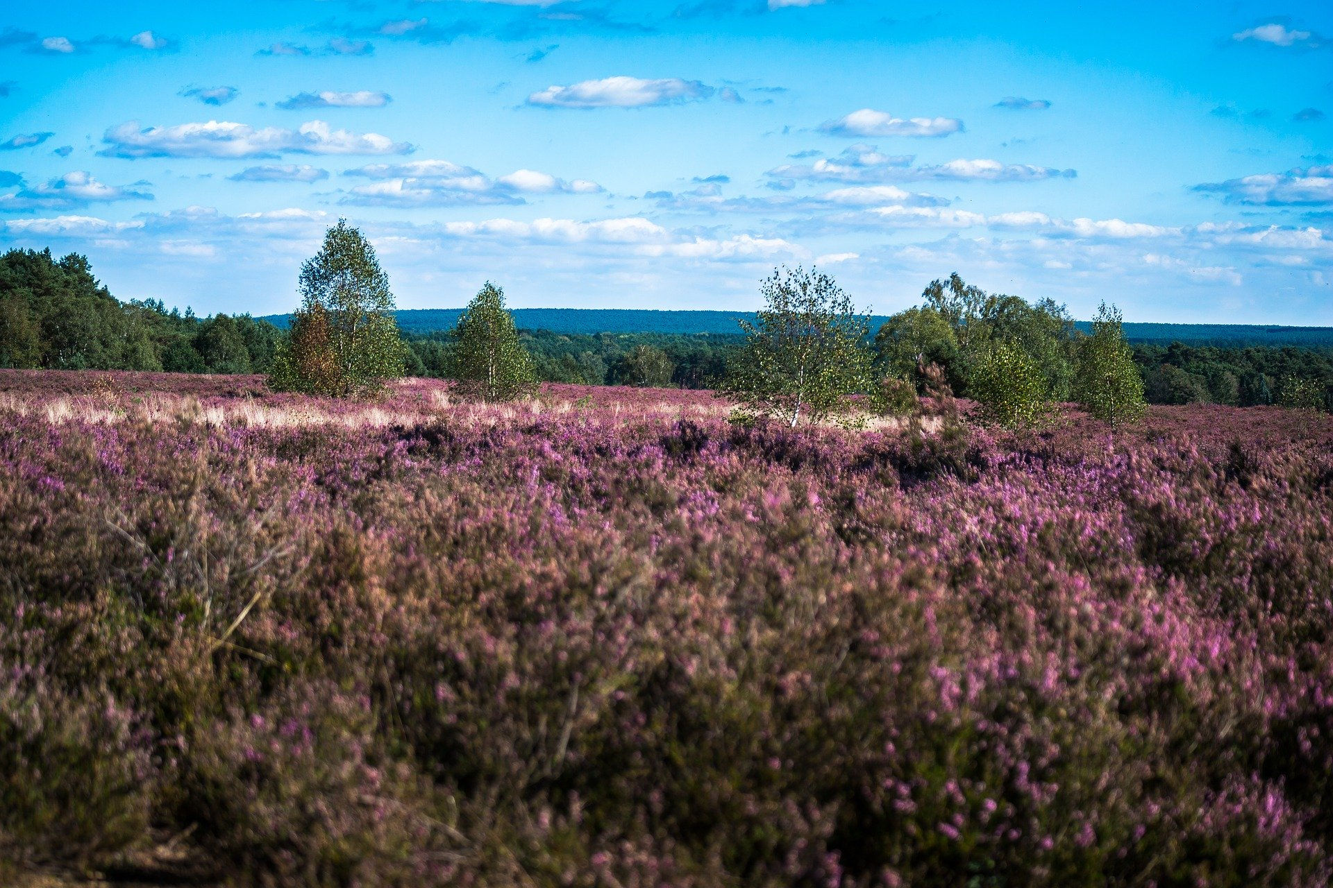 Lüneburger Heide