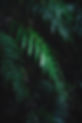 Fern2.jpg