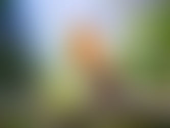 A robin with a red breast sings on a textured branch, surrounded by blurred green foliage, in bright daylight.