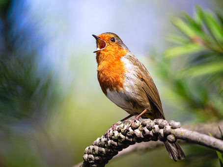 A robin with a red breast sings on a textured branch, surrounded by blurred green foliage, in bright daylight.
