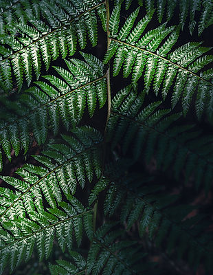 Lush green fern fronds glisten with moisture under dappled sunlight against a dark, shadowy forest floor.