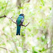 A sucurua trogon bird perched on a thin branch