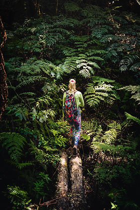 FernForest.jpg