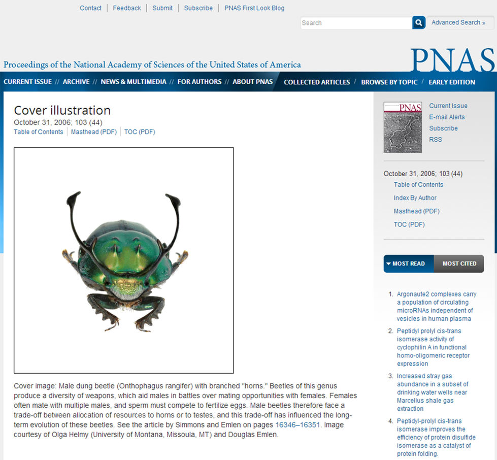 Olga's Onthophagus rangifer photo, featured on the 2006 PNAS cover.
