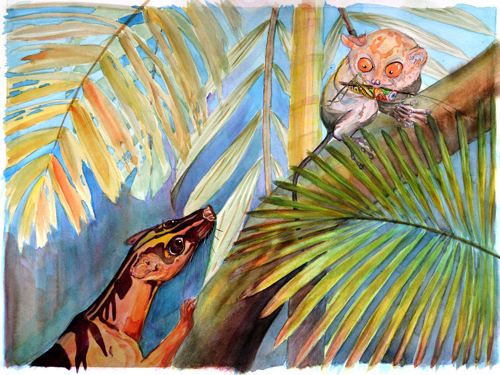 Banded civet and tarsier