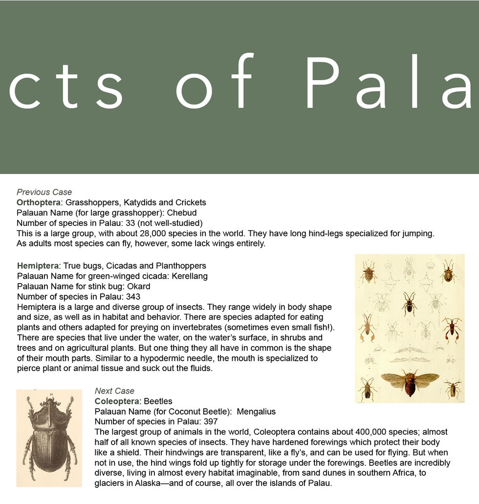 Panel 3. Insect exhibit. Hemiptera