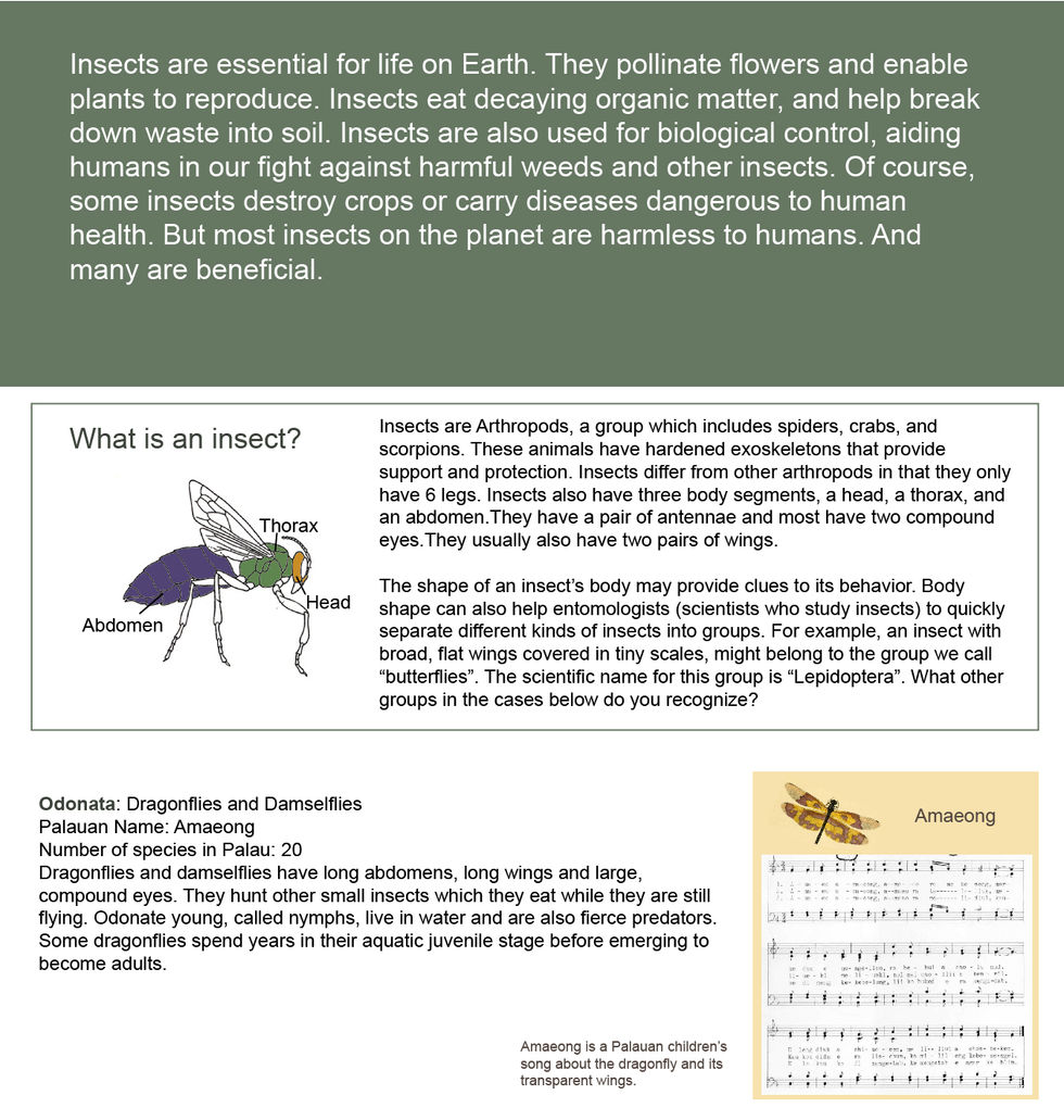 Panel 5. Insect exhibit. Odonata