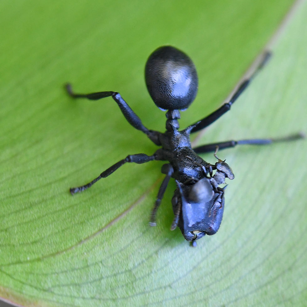 Cephalotes.sequence.2