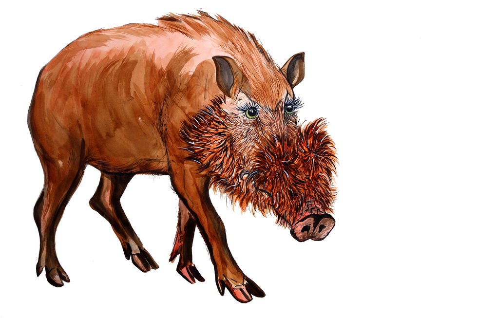 Bearded pig, character study