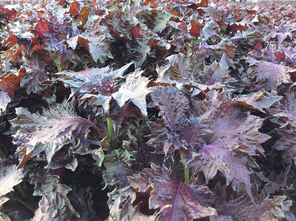 サムネイル： 木田ちそサイダー※次期生産6月下旬予定