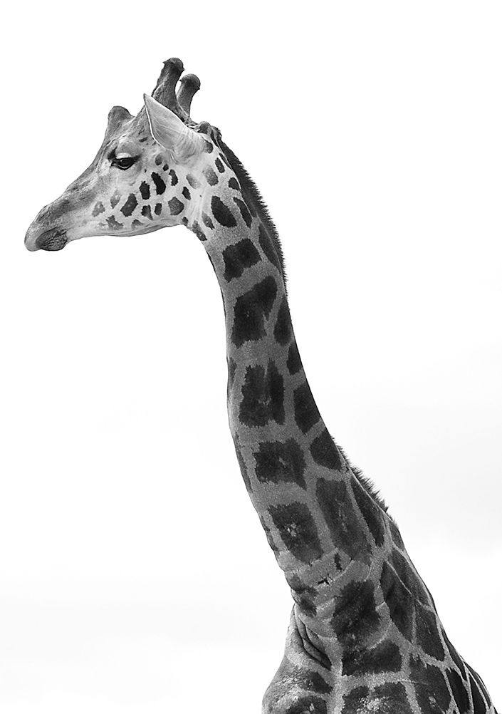 giraffe 4.jpg