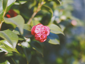 2020 ปีที่เหมือนอยู่บนรถไฟเหาะของเรา