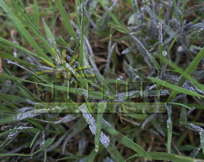 Slime Mold Atlanta Lawn
