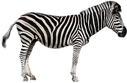 Zebra_edited.png