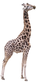 giraffe-transparent-background-15_edited.png