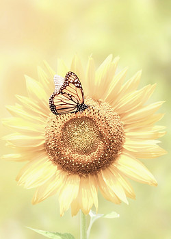 somahypnotherapy-compressor_edited_edite