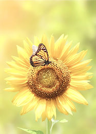 somahypnotherapy-compressor_edited_edited_edited.jpg