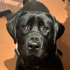 maggie.jpg
