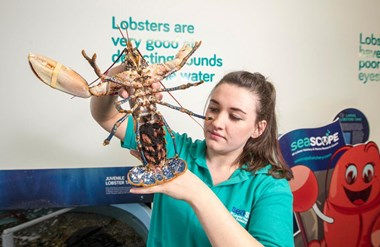 Seascope Hatchery, Kilkeel