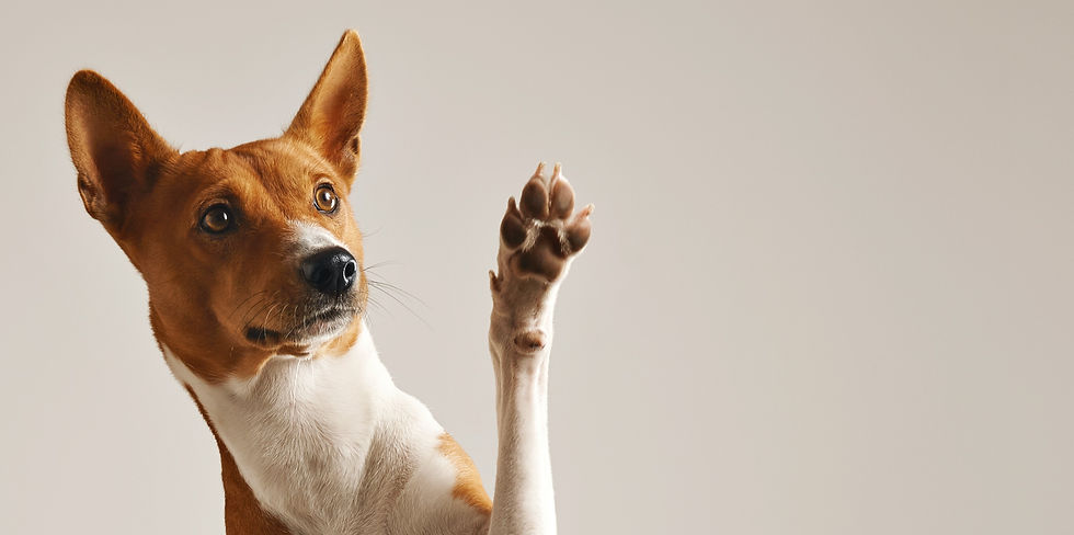 Dog Waving Paw_edited.jpg