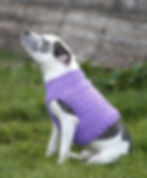 Dog Vest Harness CY1414