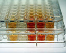 BP_LT_Photo1.jpg