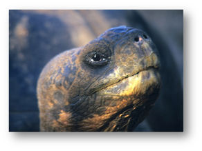 Tortues géantes, marines, terrestres : introduction et espèces