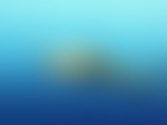Où voir le requin à pointes noires
