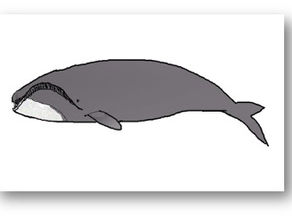 Baleine boréale (ou du Groenland), baleine arctique…