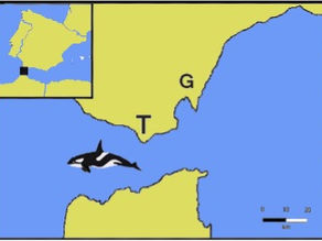 Voir les cétacés dans le détroit de Gibraltar en Espagne