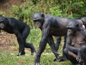 Bonobos, l'amour pas la guerre