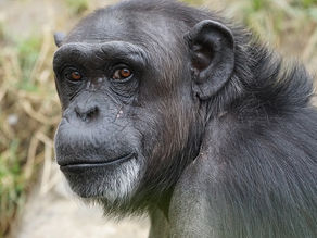 Chimpanzés, animaux en sursis