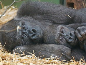 Les grands singes… Si proches, si complexes, si attachants