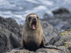 Où voir les otaries sur notre planète