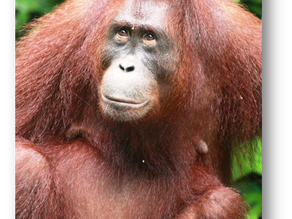 Orang-outans, les derniers "hommes de la forêt"